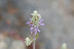 Anisochilus carnosus
